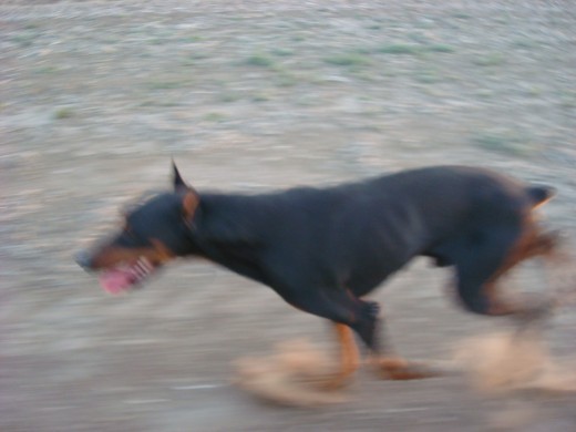 En acción! le encantaba correr al lado de la camioneta!!! 
